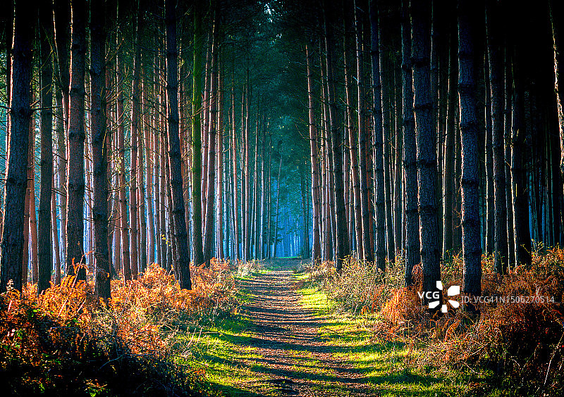 生长在森林中的树木图片素材