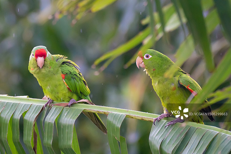哥斯达黎加树上雨中的鹦鹉图片素材