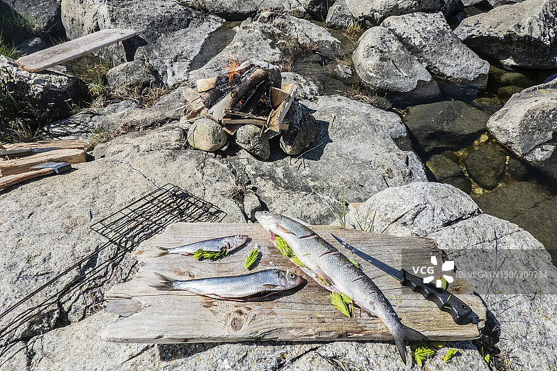 新鲜捕获的鱼在篝火旁准备烧烤图片素材