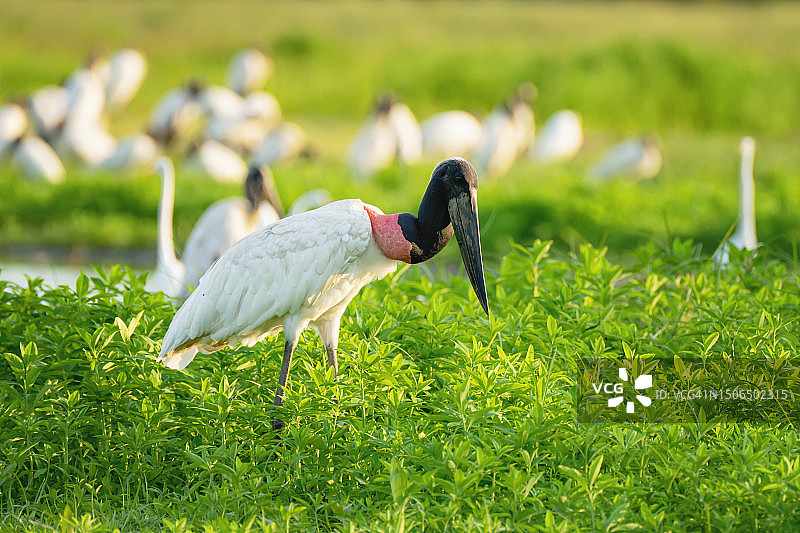 哥斯达黎加湿地河岸边的美洲鹮鹳及其他鸟类图片素材