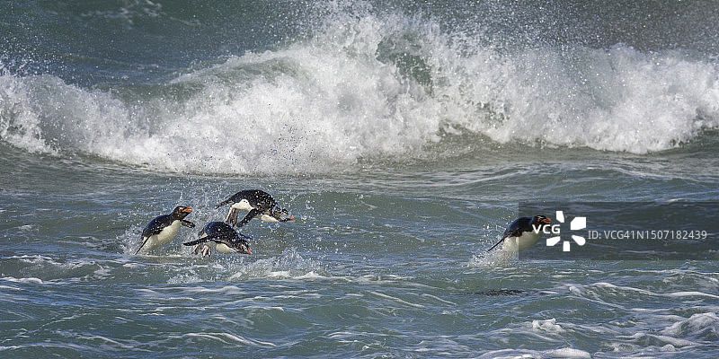 福克兰群岛跳岩企鹅在海浪中跳跃特写图片素材