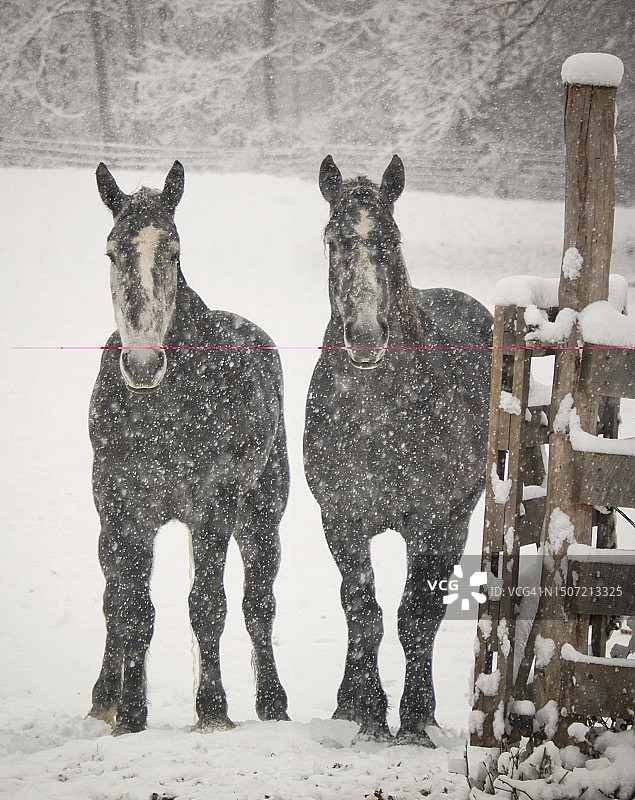 雪天里的佩尔什马挽马图片素材