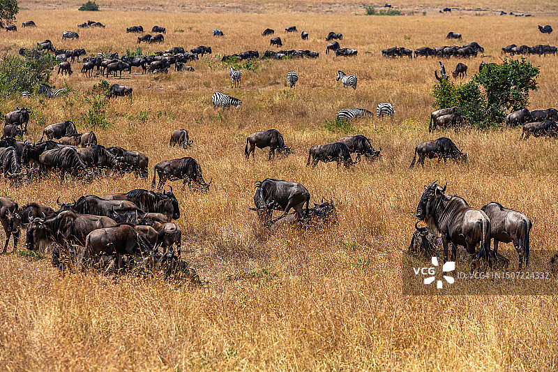 在动物大迁徙中吃草的牛羚和草原斑马图片素材