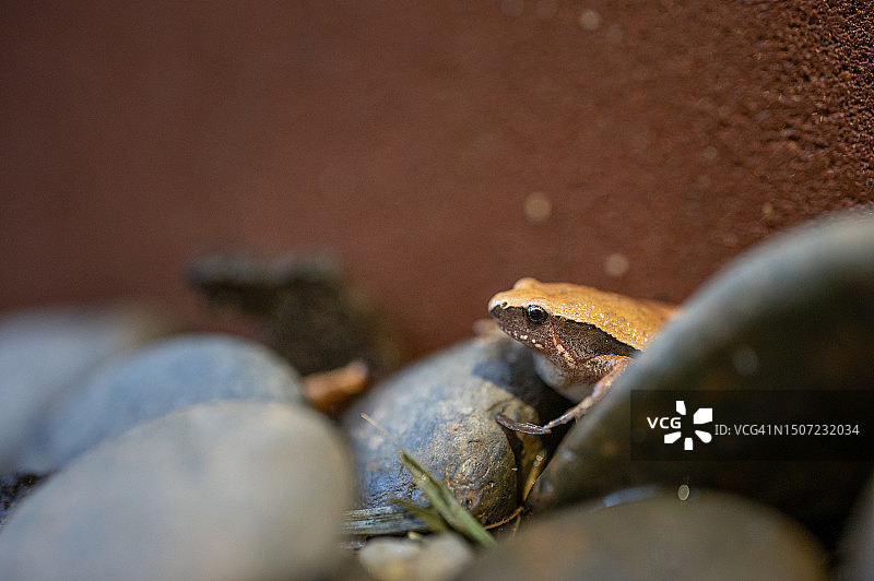 在花园里生活的小青蛙图片素材