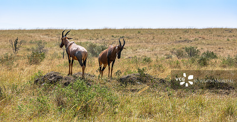 两只狷羚在热带草原上观察捕食者图片素材
