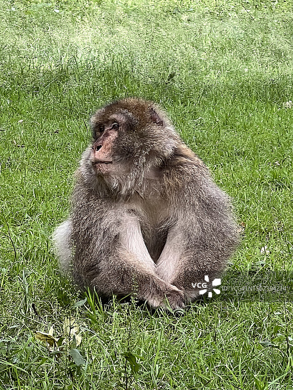 北非猕猴（Macaca sylvanus）（侧视图）图片素材