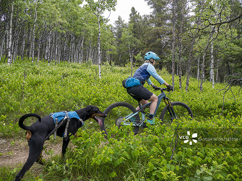女人带着狗骑自行车穿过森林图片素材