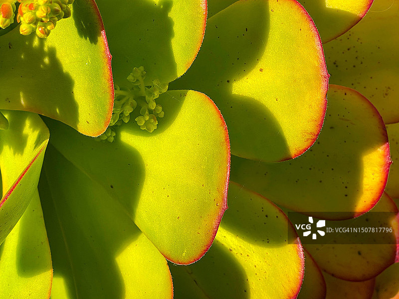 阳光下长生草和雏鸡植物的特写图片素材
