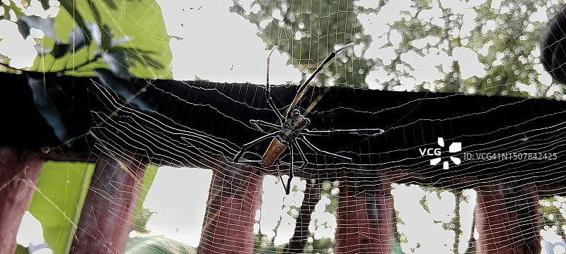 金园蛛图片素材