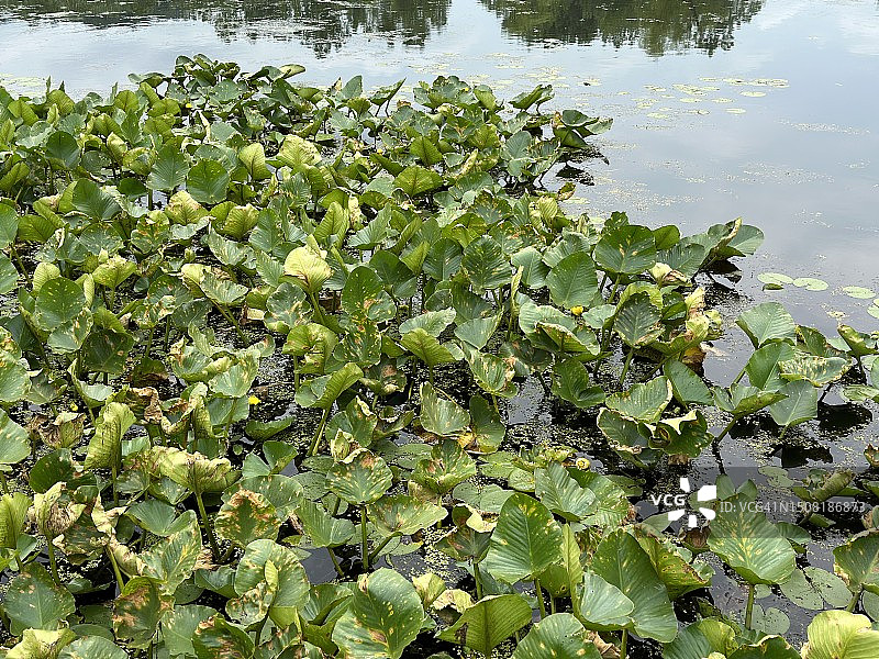 池塘中的睡莲图片素材
