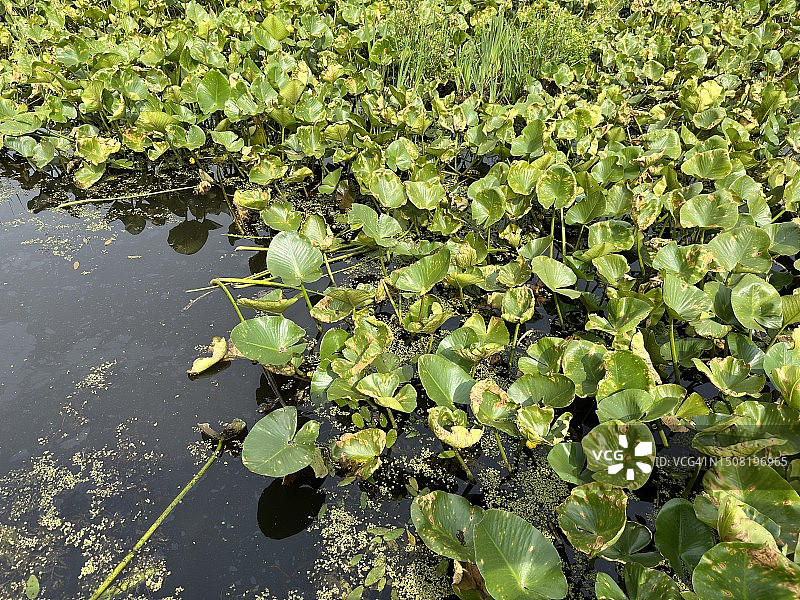 平静池塘中的睡莲花（Nymphaeaceae）图片素材