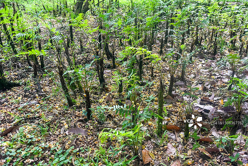 马来西亚可食用亚洲蕨类植物帕库帕基斯（Diplazium esculentum）蕨类植物群的高角度视角，地面上有榴莲花。图片素材