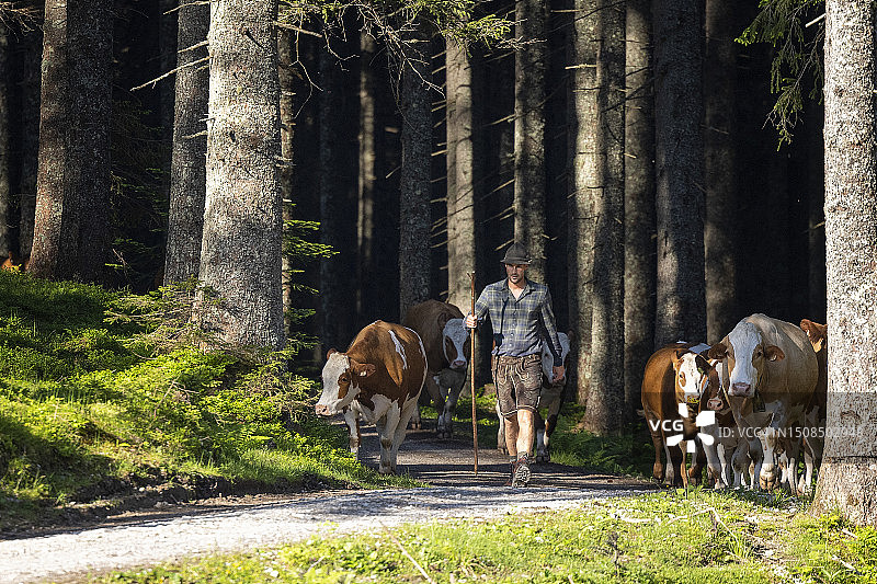 阿尔卑斯山农民将奶牛带到高山草场过夏天图片素材