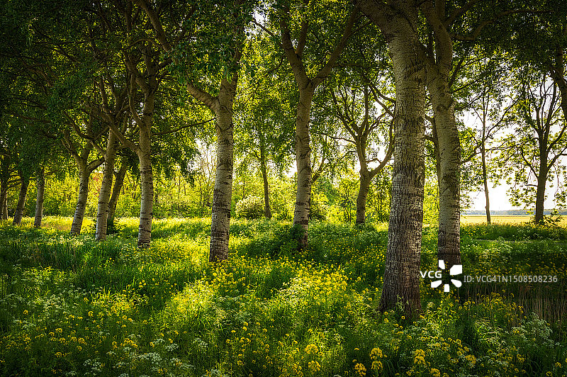 森林里的鲜花图片素材