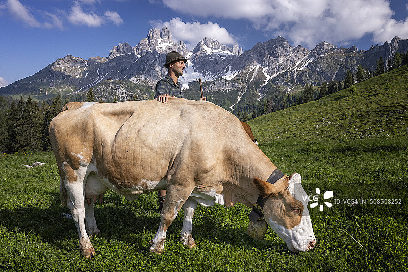阿尔卑斯山农民与奶牛图片素材