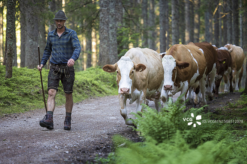 阿尔卑斯山农民将奶牛带到高山草场过夏天图片素材