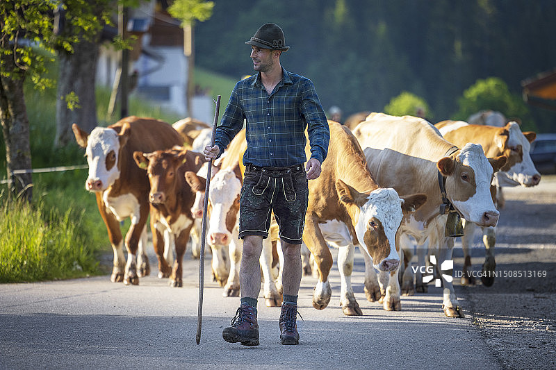 阿尔卑斯山农民将奶牛带到高山草场过夏天图片素材