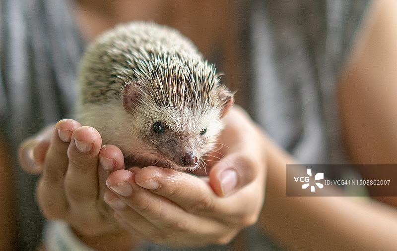 手掌上的非洲迷你小刺猬图片素材