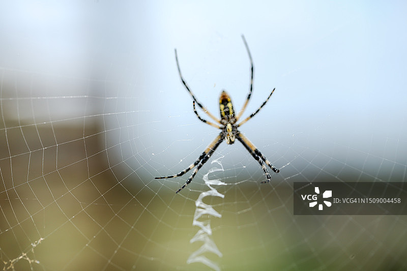 德克萨斯州乡村的黄色园蛛或结网蜘蛛特写图片素材