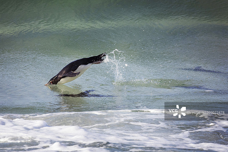福克兰群岛桑德斯颈企鹅优雅地跃入水中图片素材