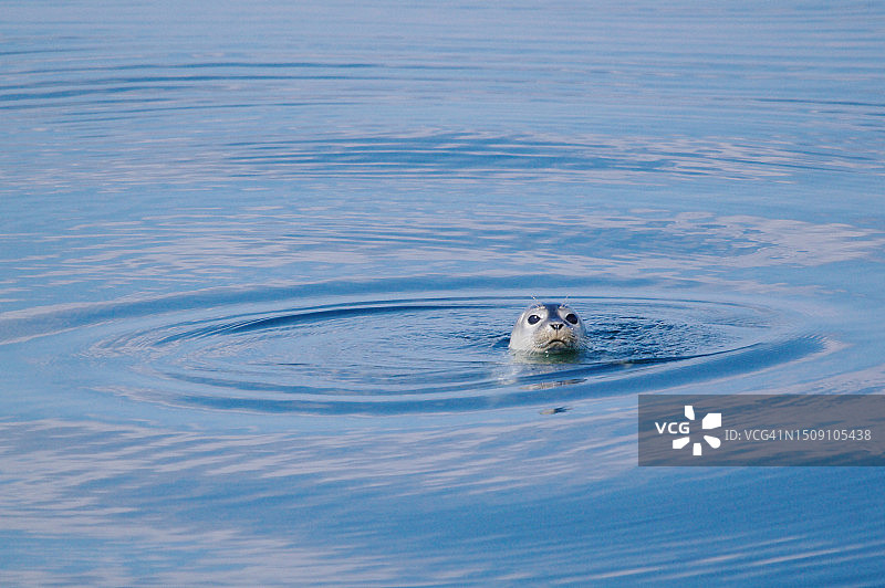 探头张望的小海豹图片素材