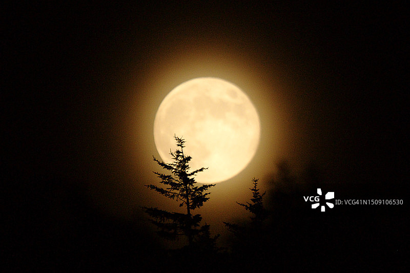 满月下的树木轮廓图片素材