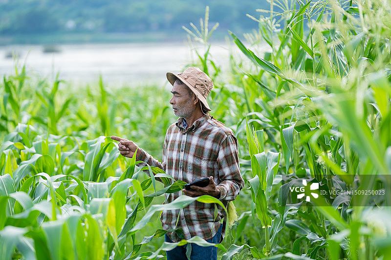 玉米地里的亚洲农民图片素材