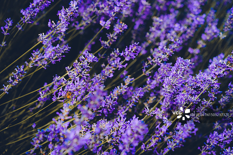 田野中盛开的薰衣草花朵特写图片素材