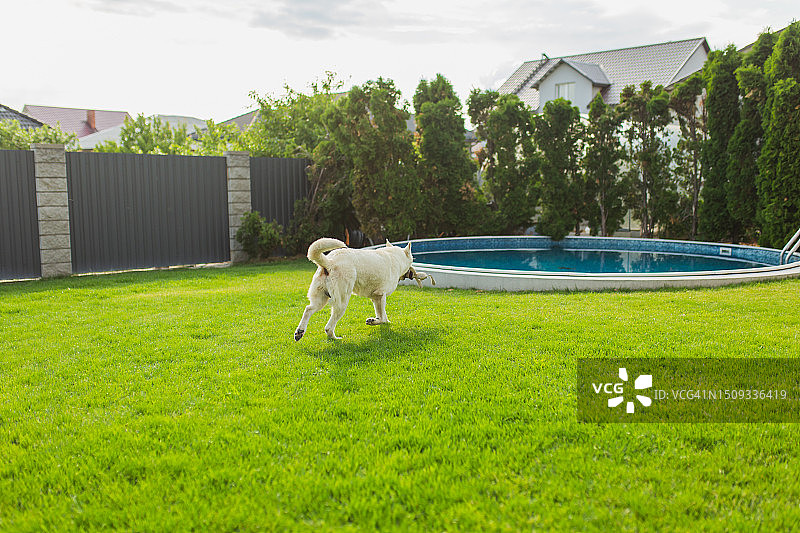 院子里的白色瑞士牧羊犬图片素材