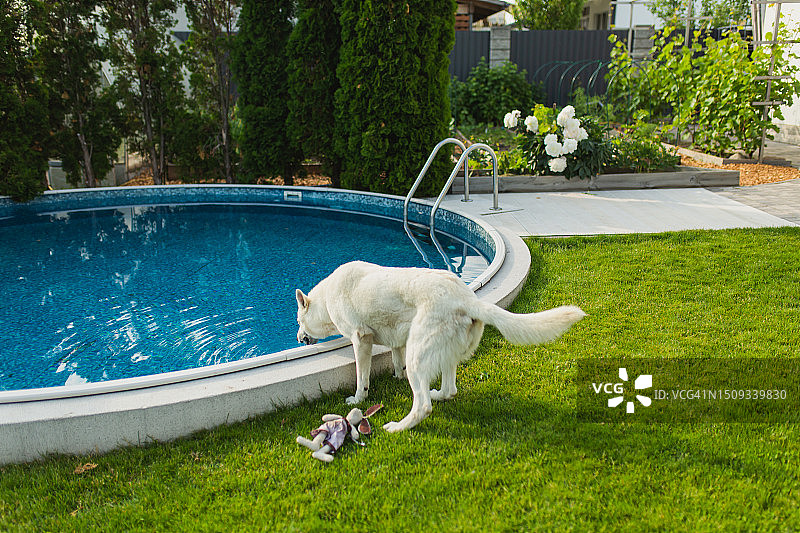 院子里的白色瑞士牧羊犬图片素材