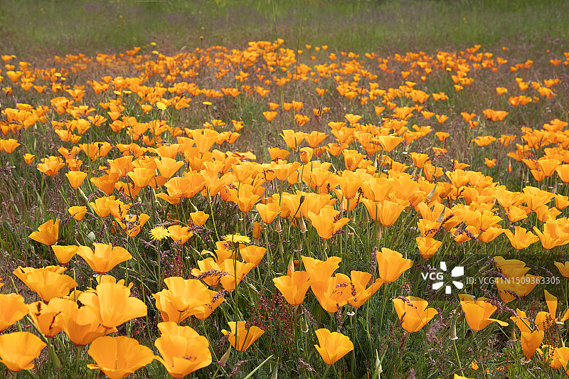 加州罂粟花图片素材
