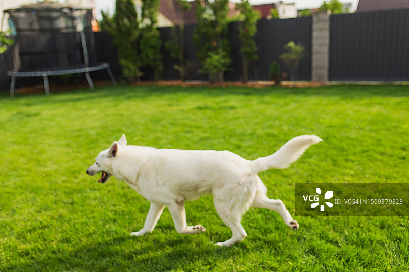 院子里的白色瑞士牧羊犬图片素材
