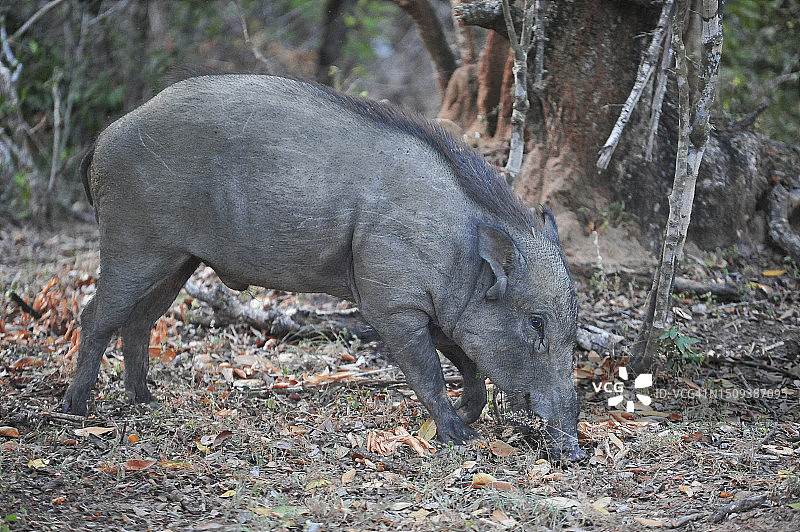 斯里兰卡森林中的野猪侧视图图片素材