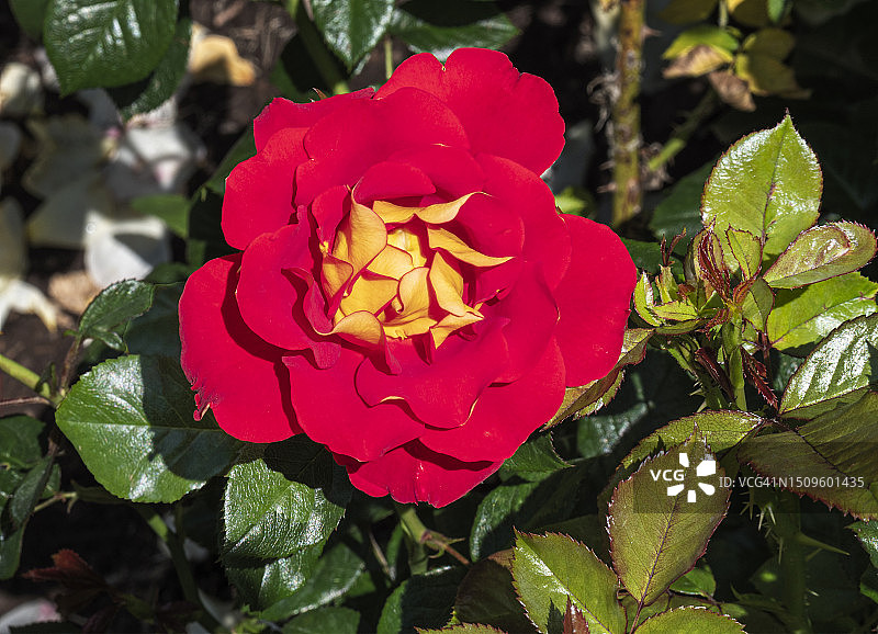 玫瑰园——红色花瓣，黄色中心和新生叶图片素材