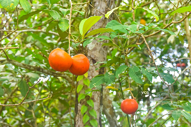 马来西亚砂拉越诗巫的Lampadak植物的仰视角度图片素材