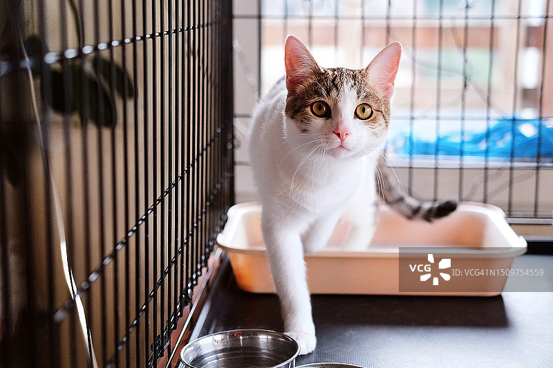 动物收容所或兽医诊所中，一只笼子里毛发顺滑的条纹猫上厕所，等待医生治疗图片素材