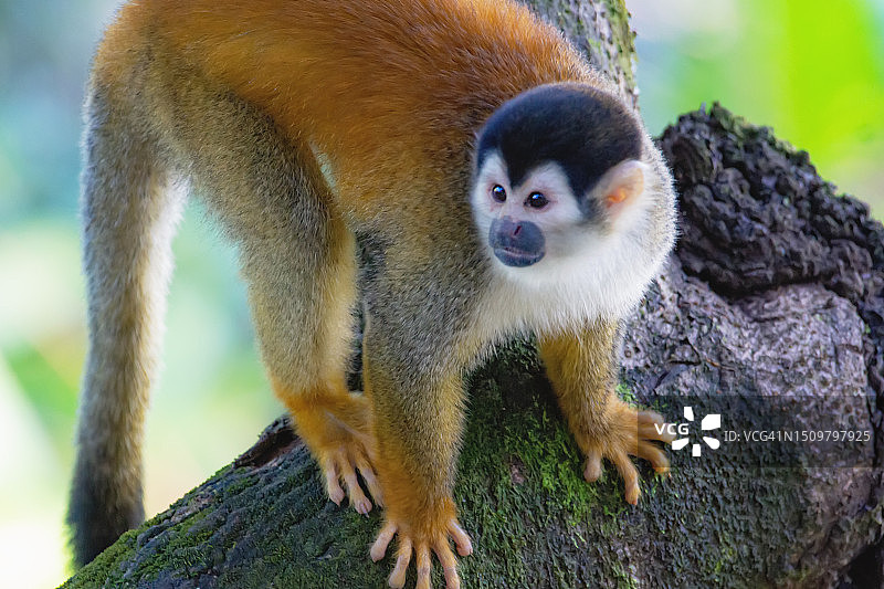 可爱的红背松鼠猴图片素材