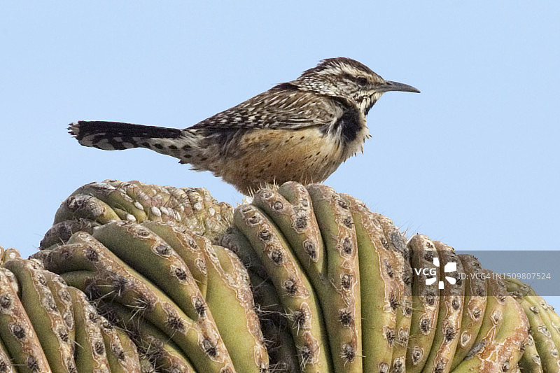 仙人掌鹪鹩栖息在仙人掌上图片素材