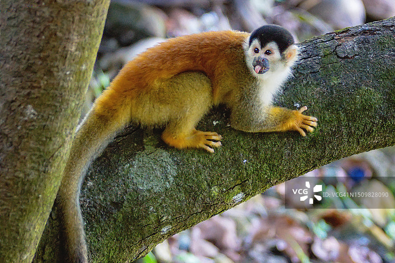 吐舌头的趣味猴子图片素材