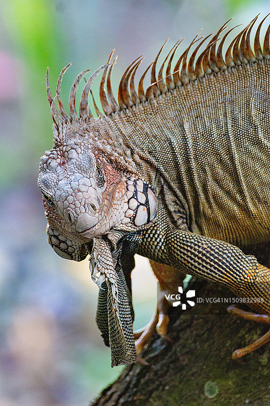 热带湿地中的多刺尾鬣蜥图片素材