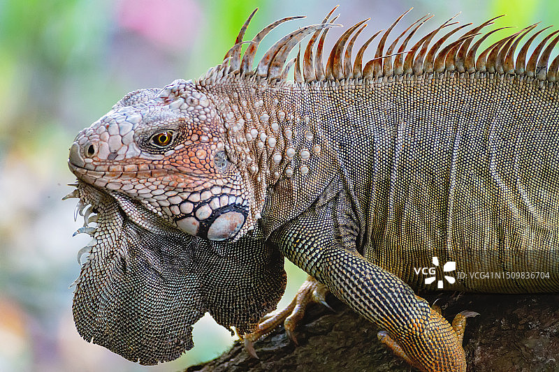 热带湿地中的多刺尾鬣蜥图片素材