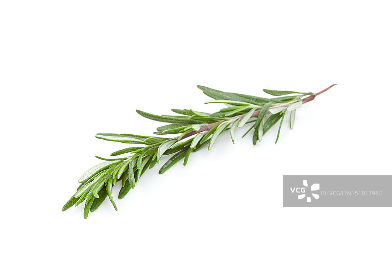 迷迭香枝图片素材
