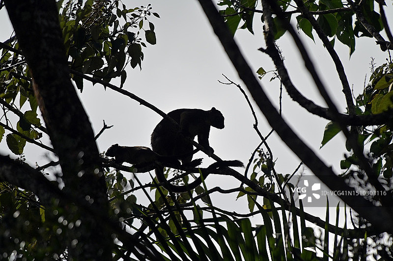 雌性树袋鼠和幼崽的轮廓图片素材