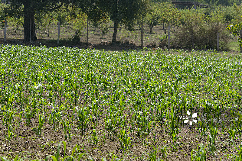 种植着玉米的田地图片素材