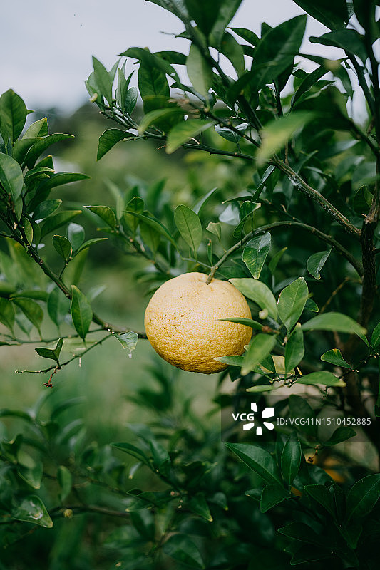 日本花园里的柚子图片素材