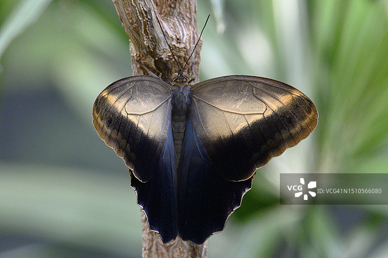 猫头鹰眼蝶图片素材