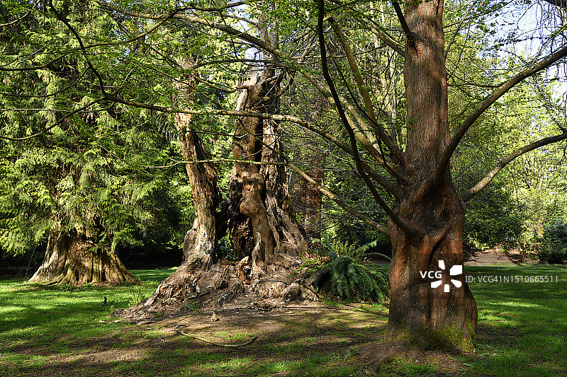加拿大大温哥华市中心的斯坦利公园大道图片素材