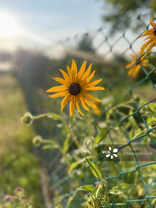 栅栏边生长的橙色锥花图片素材