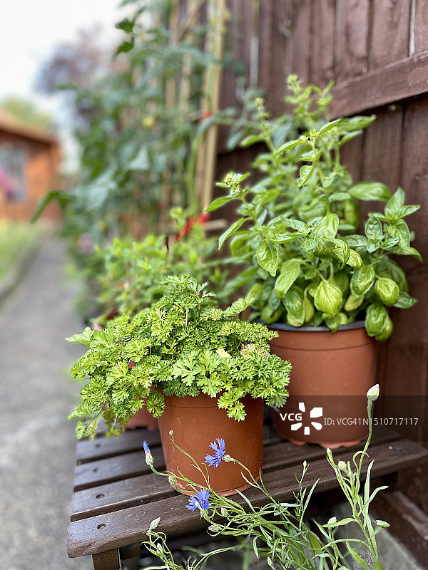 花园中生长的草药图片素材