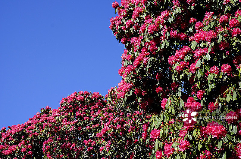 红色杜鹃花图片素材